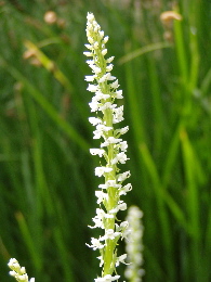 Rein Orchid