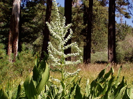 Corn Lily 