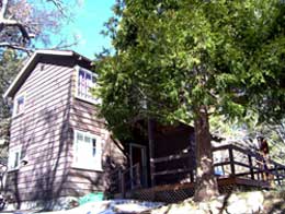 33434 Wild Cherry